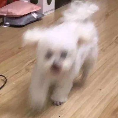 娱乐圈吃瓜小狗是谁