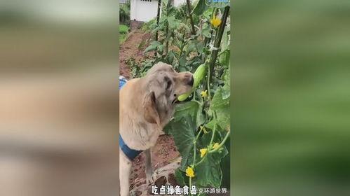 娱乐圈吃瓜小狗是谁